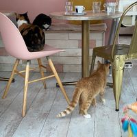 cats  at Kattakaffihusid in Reykjavik