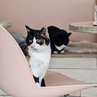 cats  at Kattakaffihusid in Reykjavik