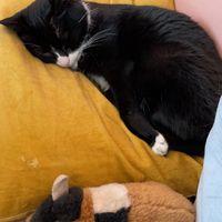   at Kattakaffihusid in Reykjavik