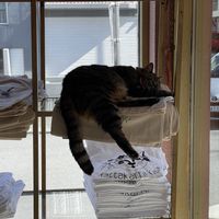 Cute cat with a red bow tie.  at Kattakaffihusid in Reykjavik