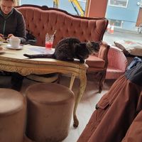  at Kattakaffihusid in Reykjavik