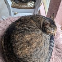 Cats sleeping in the cafe at Kattakaffihusid in Reykjavik