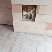 Another cat by the counter at Kattakaffihusid in Reykjavik