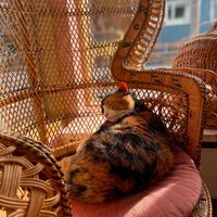   at Kattakaffihusid in Reykjavik