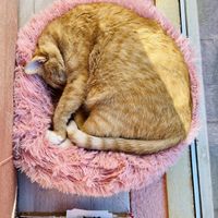   at Kattakaffihusid in Reykjavik