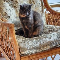 Cat at Kattakaffihusid in Reykjavik