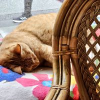 Cat at Kattakaffihusid in Reykjavik