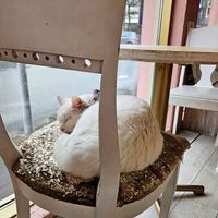 Cat at Kattakaffihusid in Reykjavik