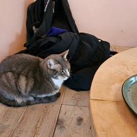 Cat at Kattakaffihusid in Reykjavik