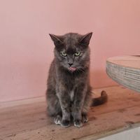  at Kattakaffihusid in Reykjavik