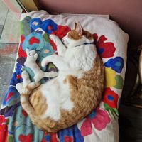  at Kattakaffihusid in Reykjavik