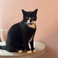   at Kattakaffihusid in Reykjavik