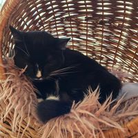  at Kattakaffihusid in Reykjavik