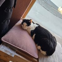  at Kattakaffihusid in Reykjavik