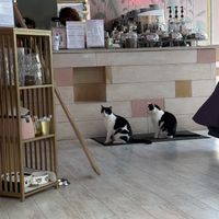   at Kattakaffihusid in Reykjavik