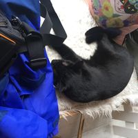 Toothless the cat!  at Kattakaffihusid in Reykjavik