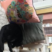 Toothless the cat again :) at Kattakaffihusid in Reykjavik