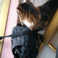 A cat! at Kattakaffihusid in Reykjavik