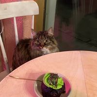 vegan chocolate mint cupcake at Kattakaffihusid in Reykjavik