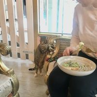 Friendly little lady 😻 at Kattakaffihusid in Reykjavik