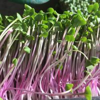 Radish Microgreens at Hub City Permaculture -The Kimchi Dude in Hagerstown