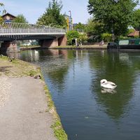 Swans! at Teashop By The Canal in Newbury