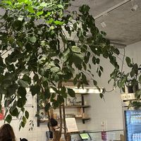   at Wild & The Moon - Amelot in Paris