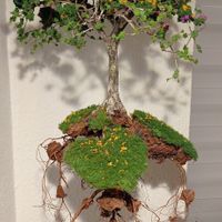Nice following bonsai tree at Sabores de Sandra in Mallorca