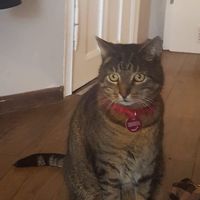 Café cat! at Milchkaffee in Berlin