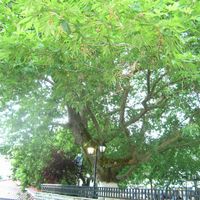 Platans at To Pardalo Katsiki  in Lefkada