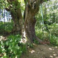  at Albergue Ecologico El Beso in Lugo