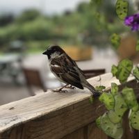 A wee bird came to visit while we had breakfast at The Tea Garden at Comrie Croft in Crieff