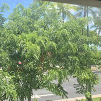View from our table of the beach 🏖️   at Oahu Mexican Grill in Honolulu