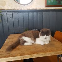 Cute pub cat at The Railway Pub & Kitchen in Ringwood