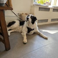 Dog friendly at Rainbowls in Amsterdam