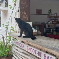 🐈‍⬛🖤 at Chaya & Cacao in Isla Mujeres