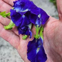The flower used for the blue rice: Clitoria ternatea, commonly known as Asian pigeonwings, bluebellvine, blue pea, butterfly pea, cordofan pea, Darwin pea, or Aparajita. at Sentro Botanikos Eco-Farm in Cavite