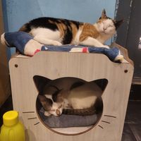  at Cat Cafe Studio in Mumbai