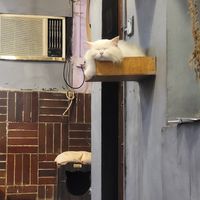  at Cat Cafe Studio in Mumbai