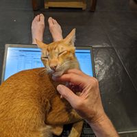 Cat on my laptop keyboard, forcing me to take a break from work for an hour while eating good hummus and drinking good tea at Cat Cafe Studio in Mumbai