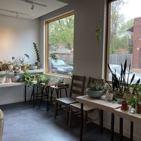 Lovely interior full of plants at Fiddlehead Fern Cafe in St Louis