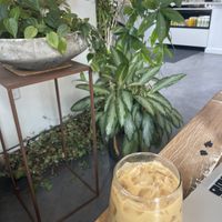 lavender oat latte  at Fiddlehead Fern Cafe in St Louis