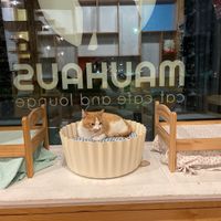 Love this car at Mauhaus Cat Cafe in Maplewood