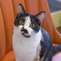 Cars everywhere at Mauhaus Cat Cafe in Maplewood