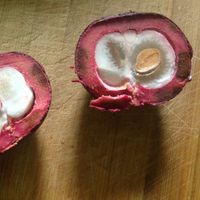 Mangosteen fruit that tastes like Candy Jelly. Its sweet, you eat the white part. at Shou Yang Fruit in Guiyang