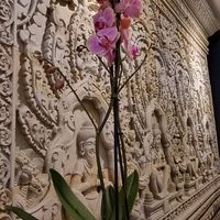 Wall decoration at Kapulaga in Maastricht