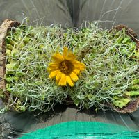 Avocado toast  at The Wellness Refinery in Sauble Beach
