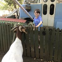 Little guy getting over a fear of goat friends at Sugarshine Farm in Lismore