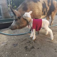 Secrets at Sugarshine Farm in Lismore