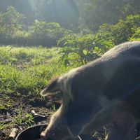   at Farm Animal Rescue in Dayboro